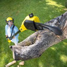 Trusted Vassar, MI  Tree Services Experts